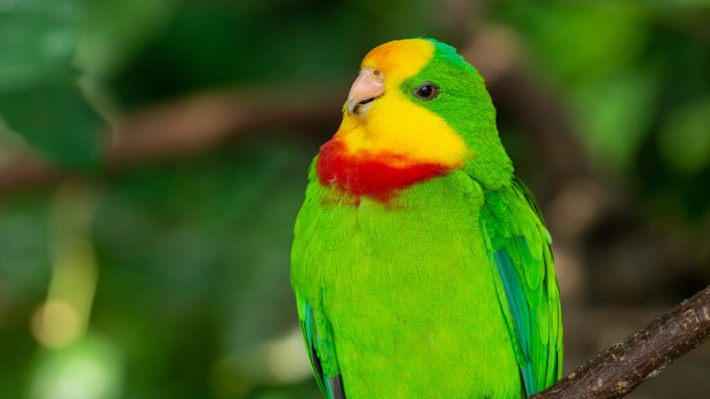Superb Parrots Caught in “Housing Crisis”